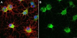 Olig1 Mouse anti-Human, Mouse, Rat, Clone: TH11-2G6, MilliporeSigma 25